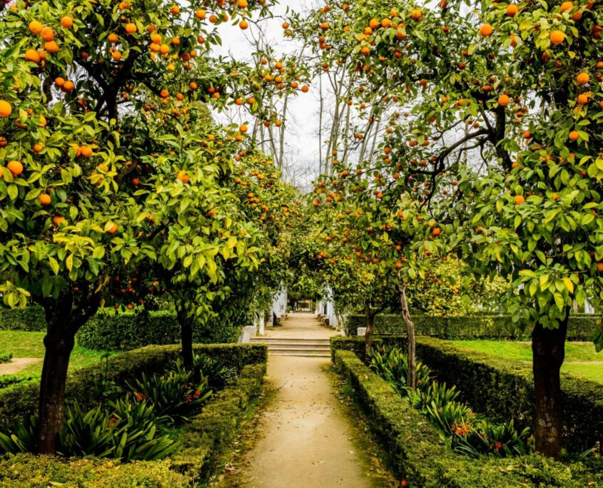 Mattarossa Garden - Twister adv Giardino fiorito con alberi da frutto e vialetto curato da Mattarossa Garden nella Piana di Gioria Tauro in provincia di Reggio Calabria